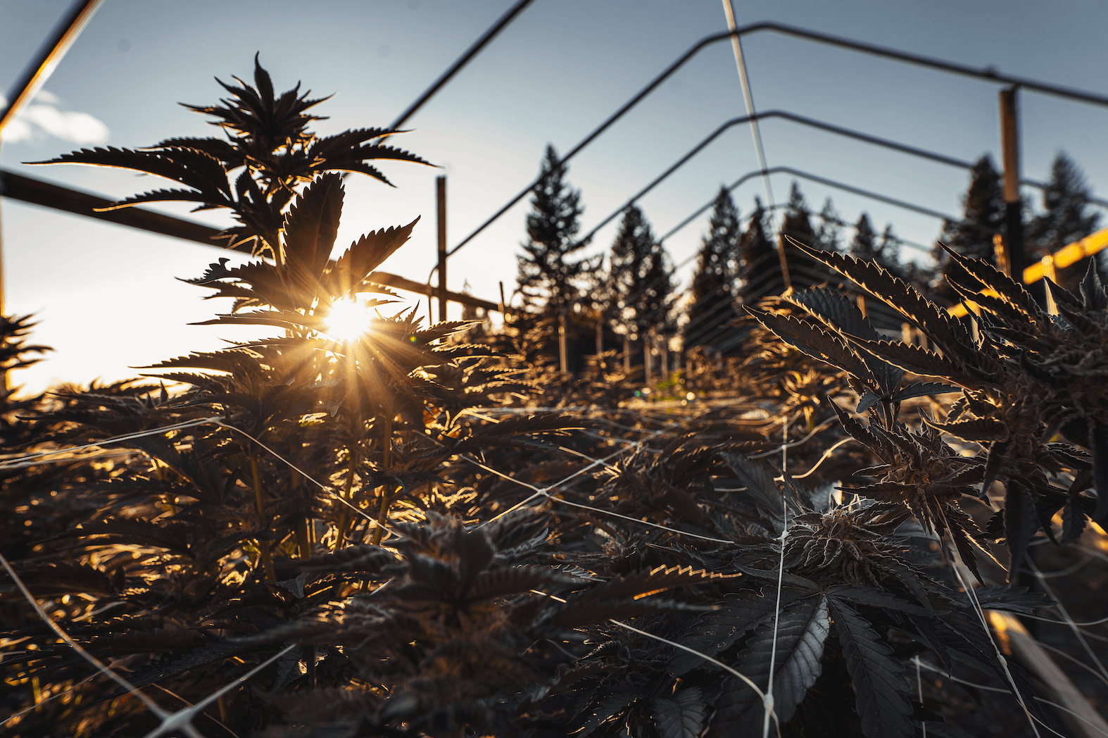 Cannabis Farming Shapes Wellness And Potency