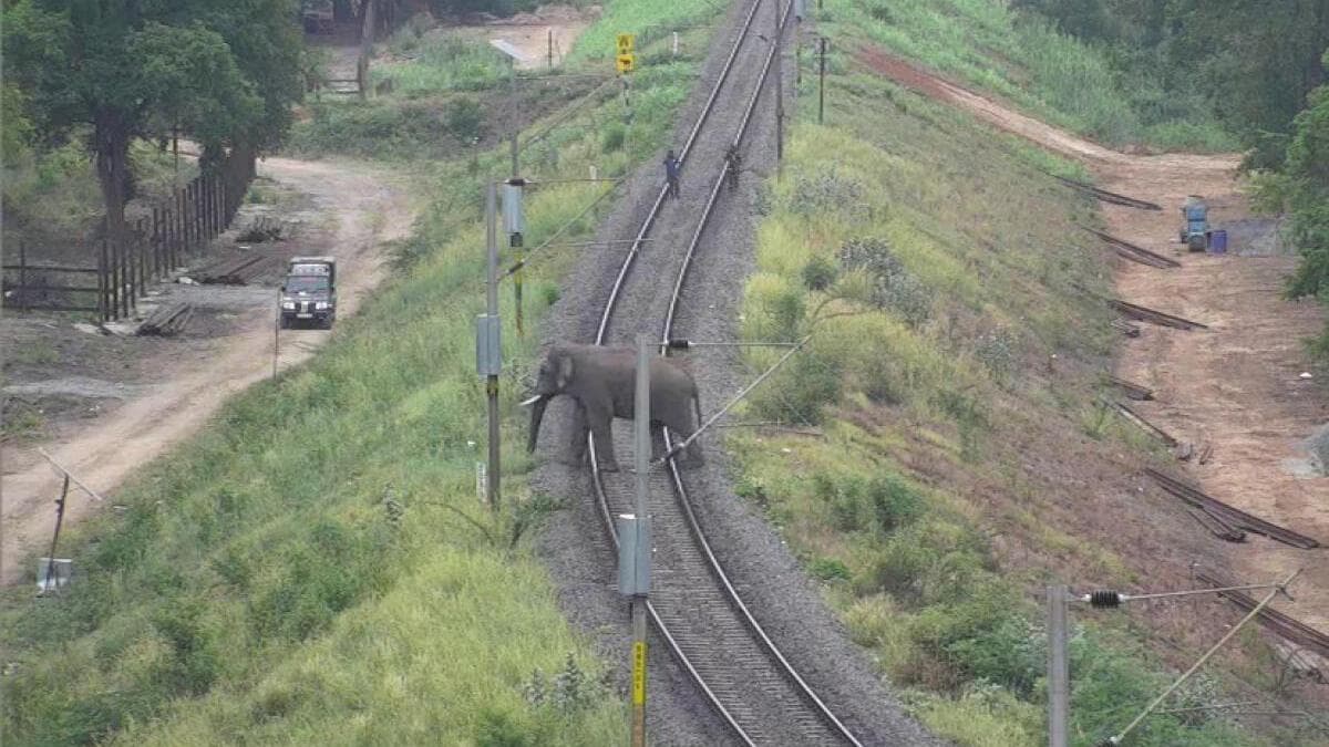 Railways Build Underpasses To Protect Elephants