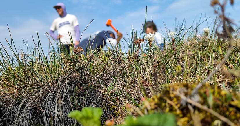 Researchers Map Mycorrhizal Fungi Carbon Hotspots
