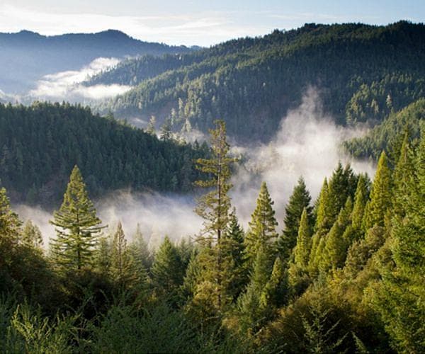 Boreal Forests Shift Northward And Expand